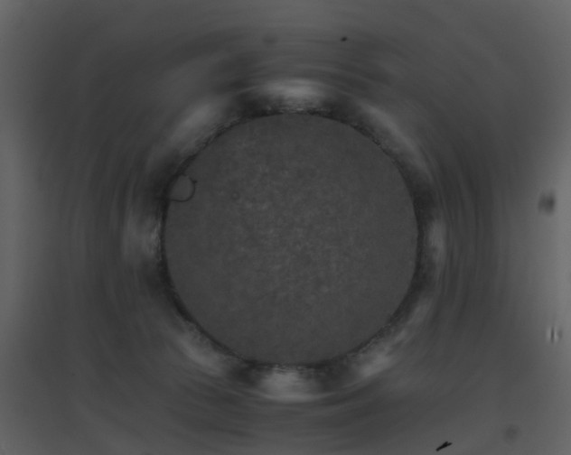 X0000096700177200802121210