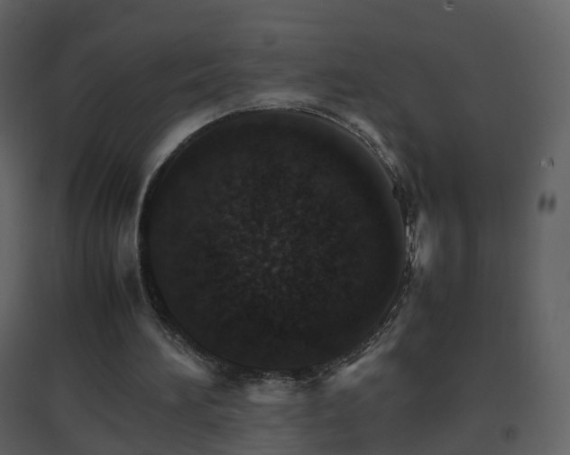 X0000096700196200802121210