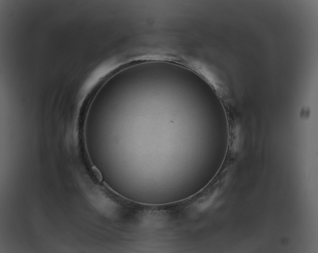 X0000096700296200802121209