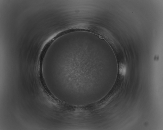 X0000096700388200802121207