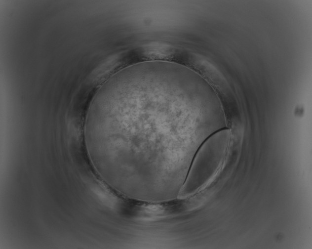 X0000096700409200802121207