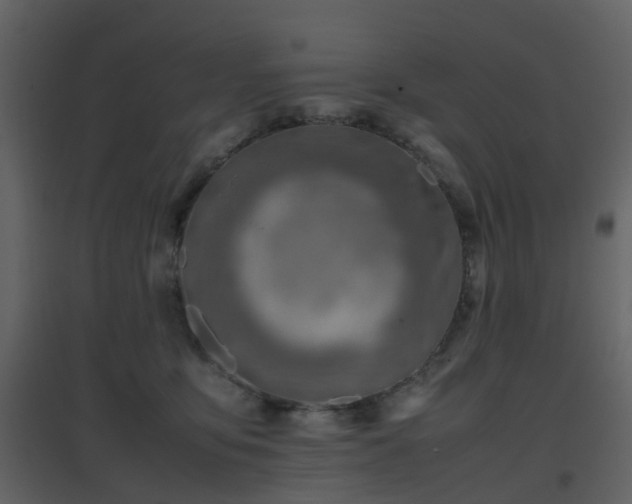 X0000096700419200802121207