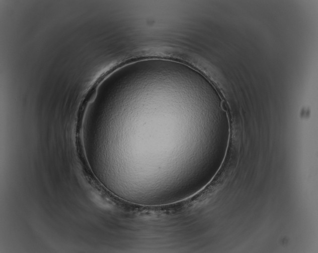 X0000096700434200802121206