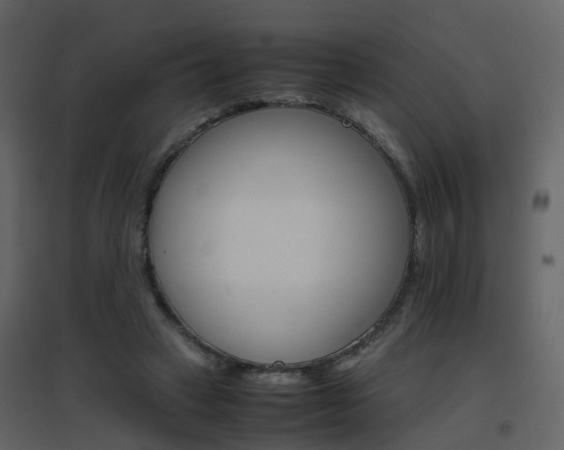 X0000096700449200802121206