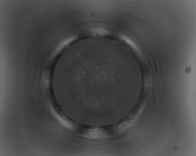 X0000096700451200802121206