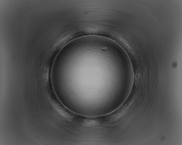 X0000096700454200802121206