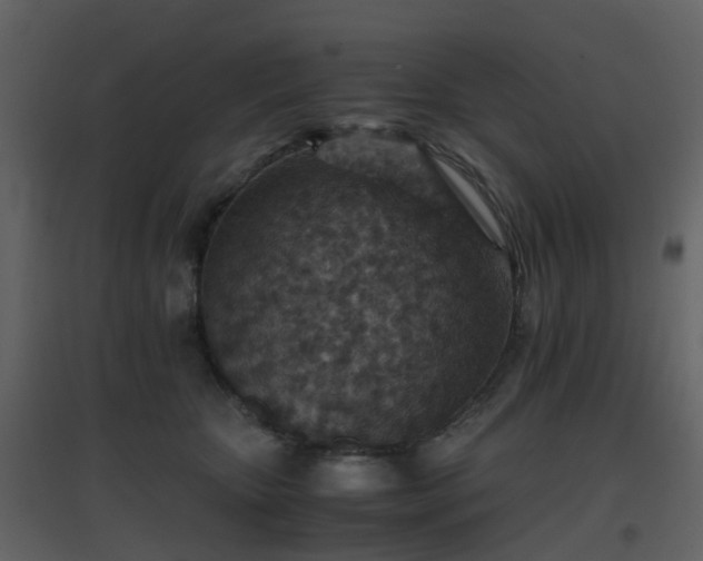 X0000096700467200802121206