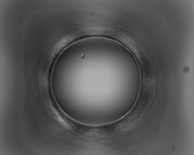 X0000096700485200802121206