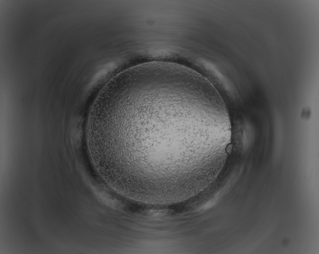 X0000096700495200802121206