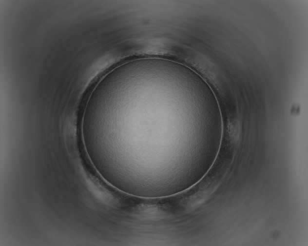X0000096700534200802121205