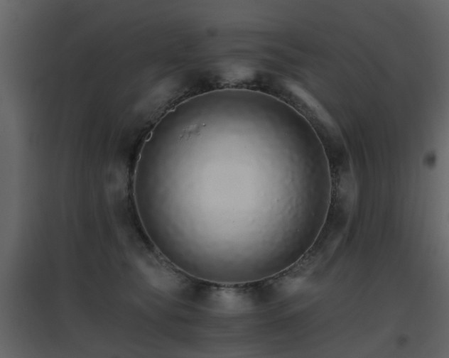 X0000096700565200802121205