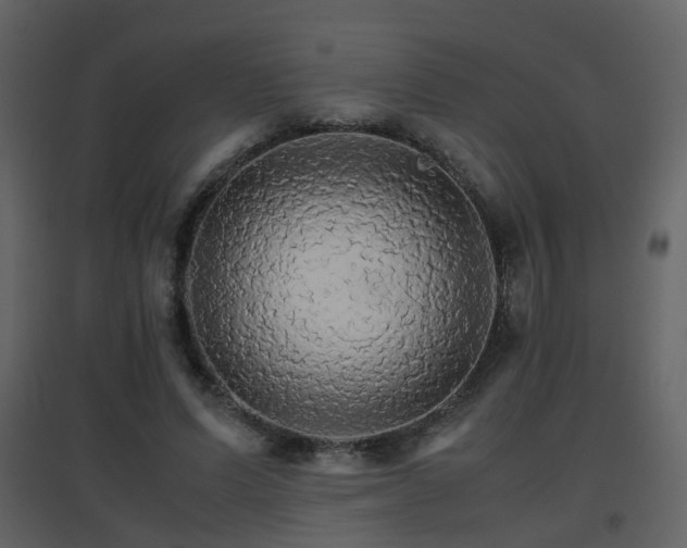 X0000096700591200802121204