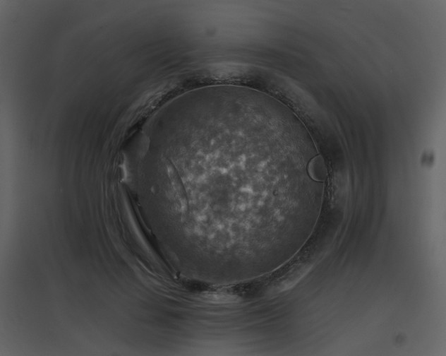 X0000096700644200802121203