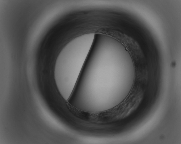 X0000096700766200802121202