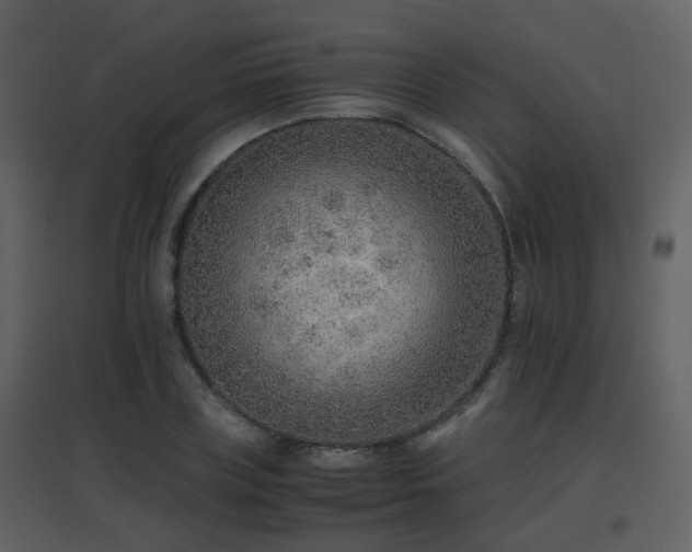 X0000096700835200802121201