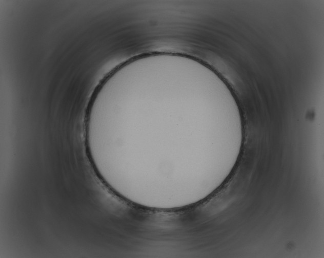 X0000096700848200802121201