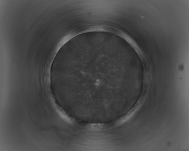 X0000096700858200802121201