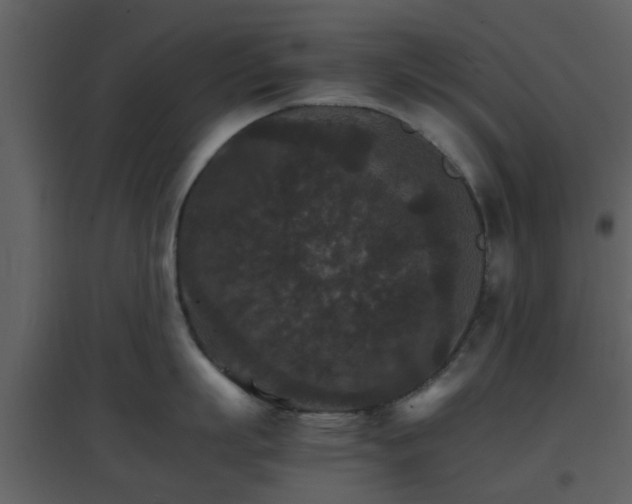 X0000096700863200802121201