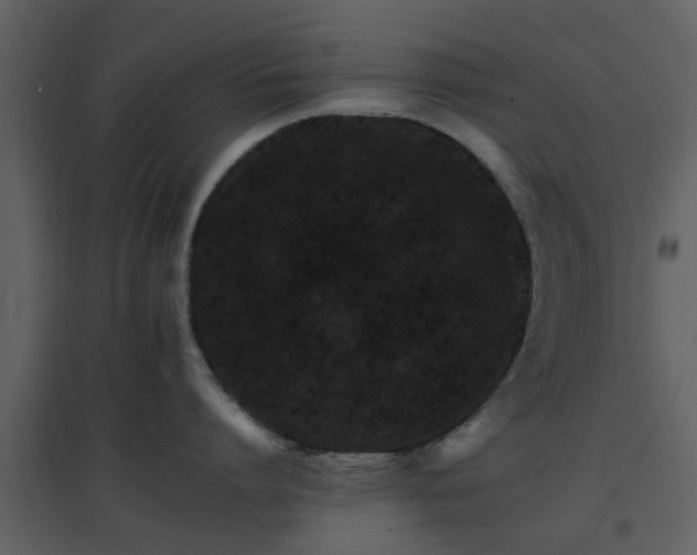 X0000096700864200802121201