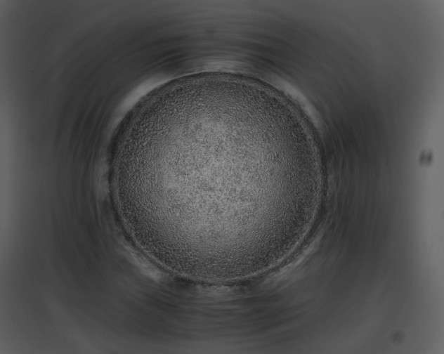 X0000096701019200802121158
