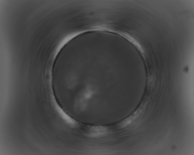 X0000096701239200802121155