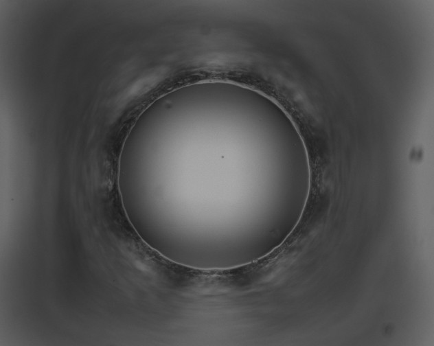 X0000096701253200802121155