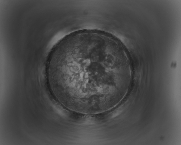 X0000096701263200802121154