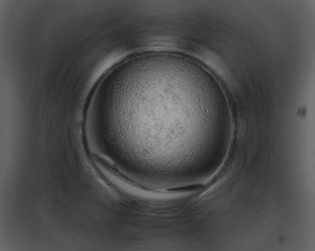 X0000096701325200802121154