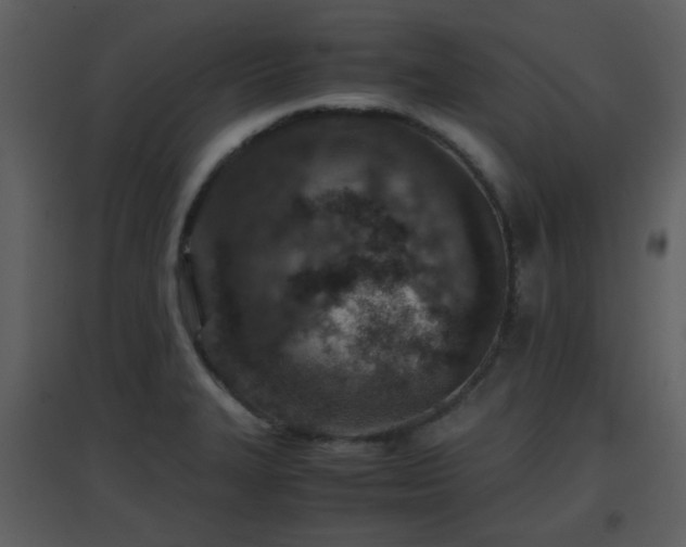 X0000096701327200802121154