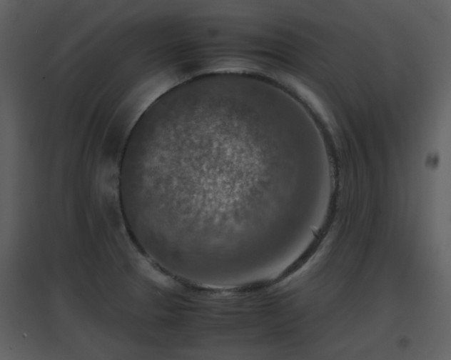 X0000096701329200802121154