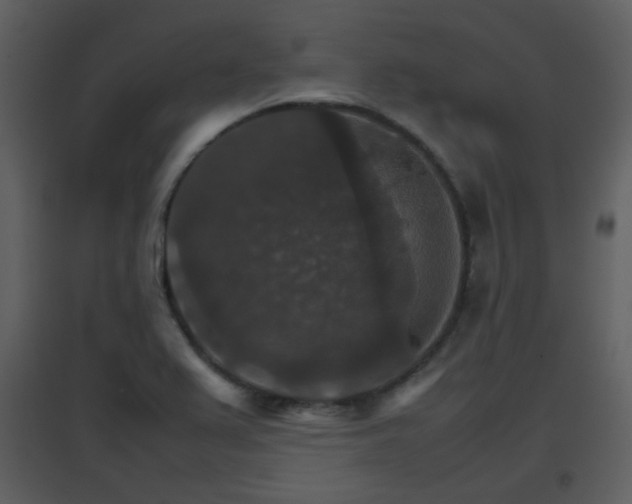 X0000096701367200802121153