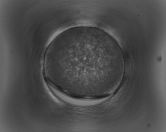 X0000096701383200802121153