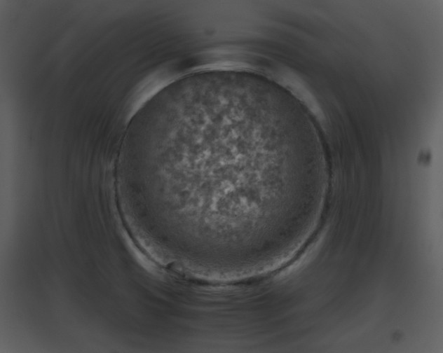 X0000096701425200802121152