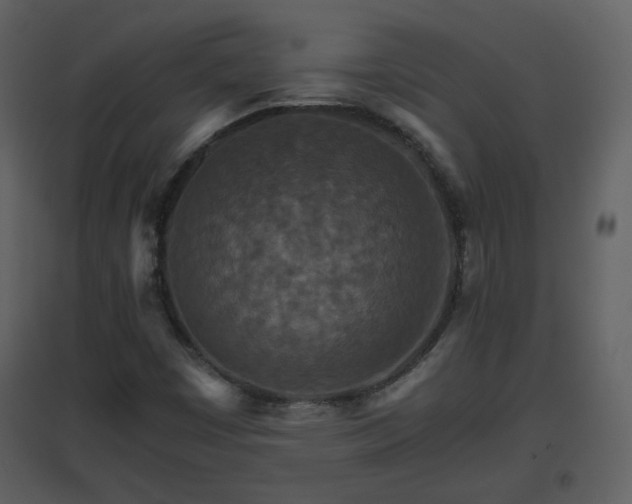 X0000096701449200802121152