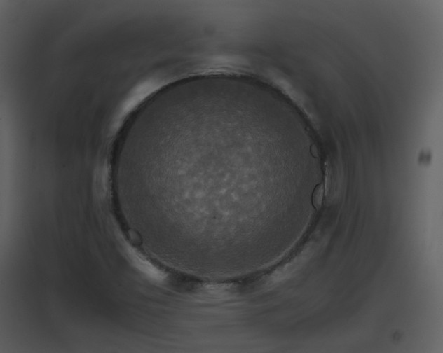 X0000096701453200802121152