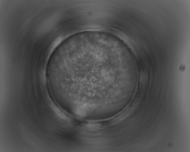 X0000096701466200802121152