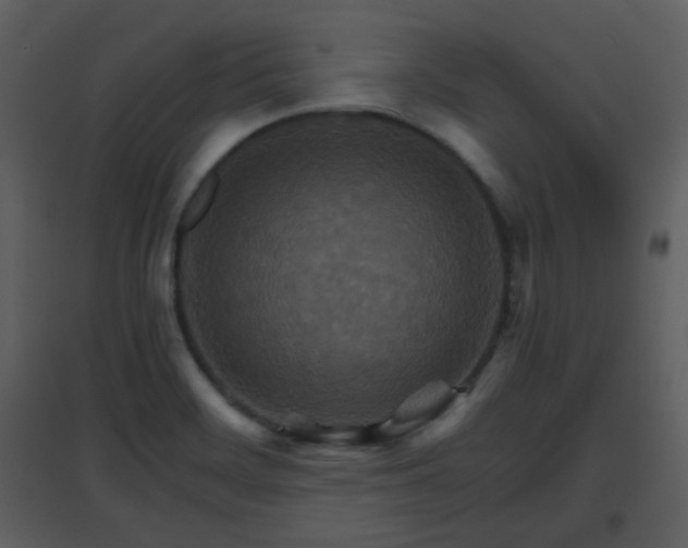 X0000096701468200802121152