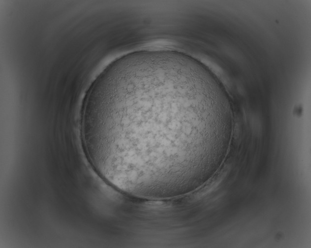 X0000096701478200802121151