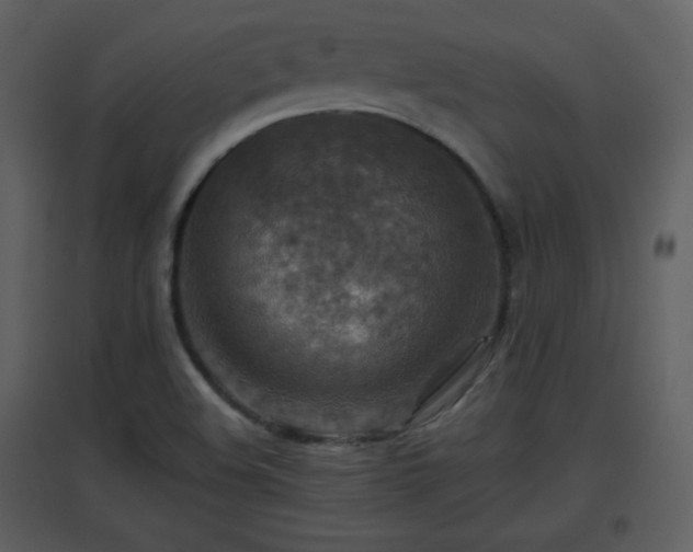X0000096701508200802121151