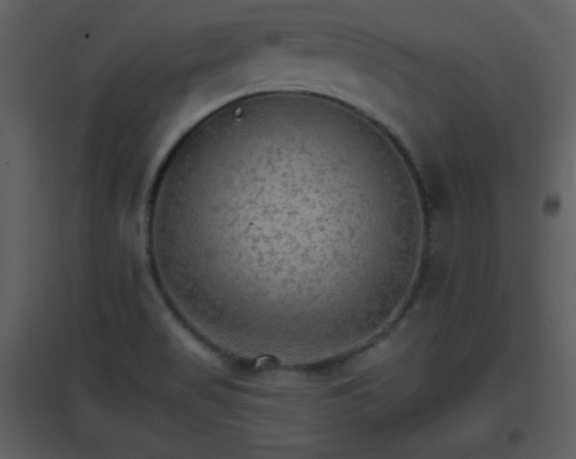 X0000096701517200802121151
