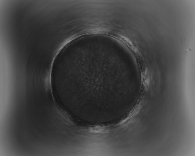 X0000096700196200802191455