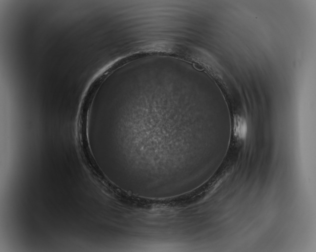 X0000096700388200802191452