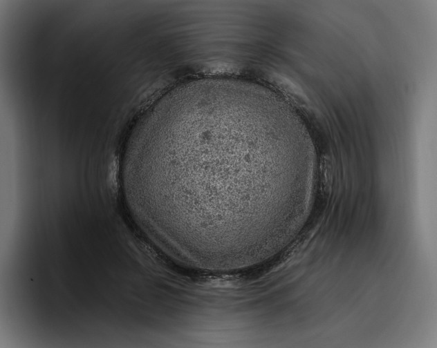 X0000096700550200802191450
