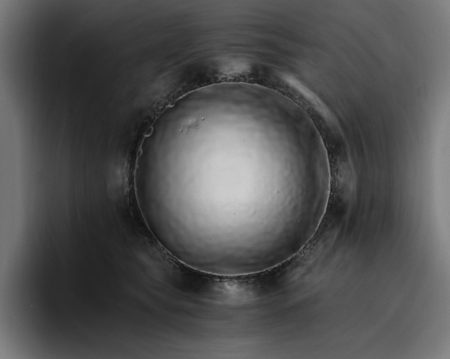 X0000096700565200802191450
