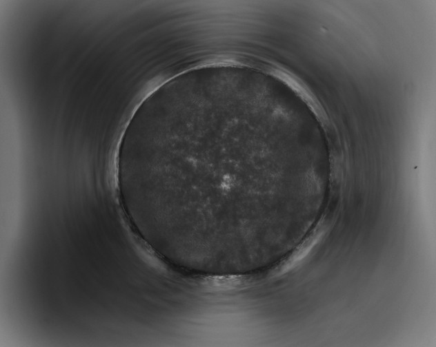 X0000096700858200802191447