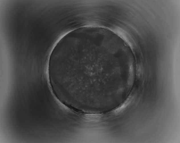 X0000096700863200802191447