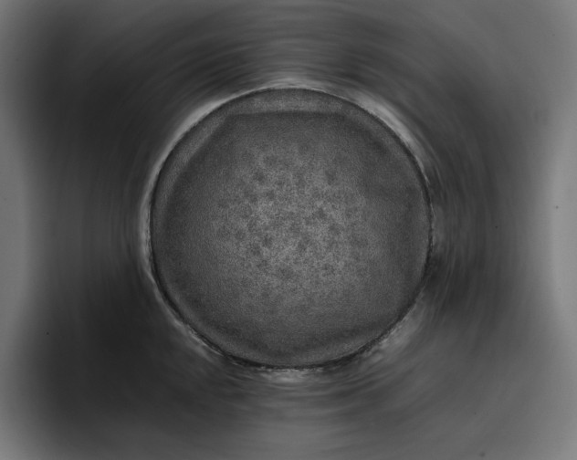 X0000096701048200802191444