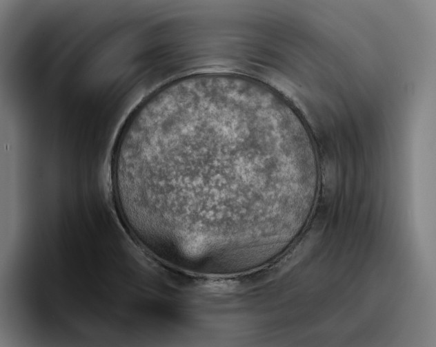 X0000096701466200802191438
