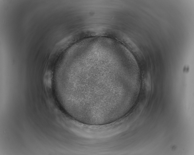 X0000096700026200802261616