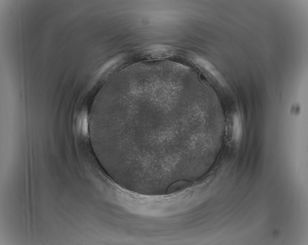X0000096700046200802261615